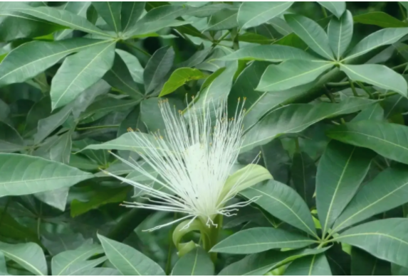 發(fā)財(cái)樹開花后怎么辦？